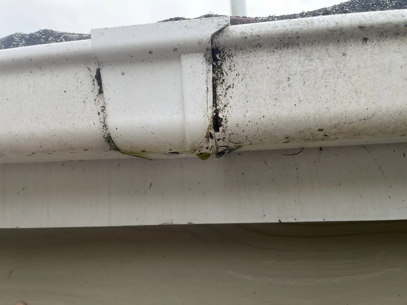 Blocked Gutters and Spouting observed during an Auckland building inspection